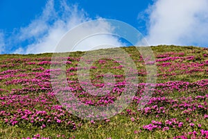 Blooming Rhododendron on mountain plateau