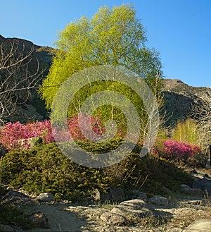 Blooming rhododendron in mountains