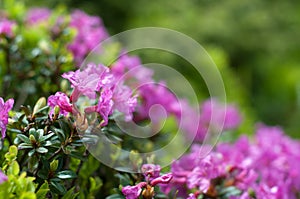 Blooming rhododendron myrtifolium