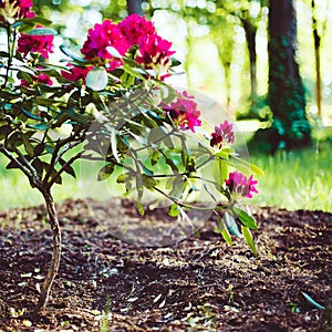 Blooming rhododendron photo