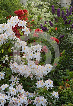 Blooming rhododendron shrubs in white and red