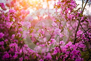 Blooming rhododendron in the spring in the Altai mountains, close-up. Beautiful lilac-pink flowers in the sunlight. Wallpapers