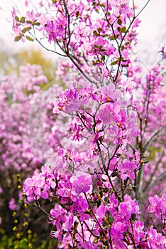 Blooming rhododendron in the spring in the mountains, close-up. Beautiful lilac-pink flowers, selective focus, vertical image.