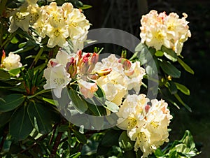 Blooming Rhododendron yakushimanum `Golden Torch` shrub. Ornamental evergreen shrub with beautiful light cream flowers.