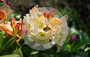 Blooming Rhododendron yakushimanum `Golden Torch` shrub. Ornamental evergreen shrub with beautiful light cream flowers.