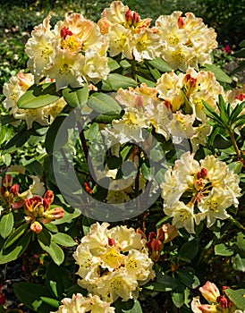 Blooming Rhododendron yakushimanum `Golden Torch` shrub. Ornamental evergreen shrub with beautiful light cream flowers