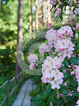 Blooming rhododendrons.