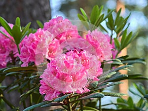 Blooming rhododendrons.