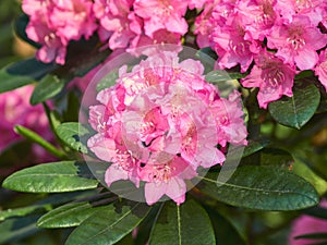 Blooming rhododendrons.