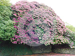 Blooming Rhododendrons in the gardens designed by John Ruskin at the Brantwood Museum in the Lake District