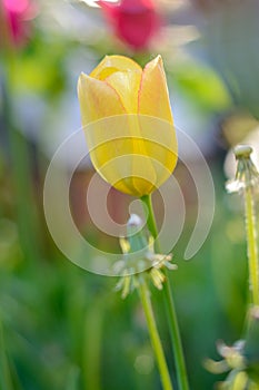 blooming ripe bright yellow tulip flower bud in the park garden in summer on a green background, selective focus, close-up, spring
