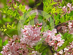 the blooming Robinia hispida in May