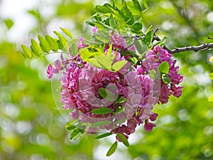 the blooming Robinia hispida in May