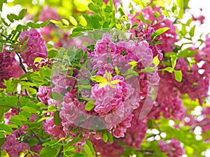 the blooming Robinia hispida in May