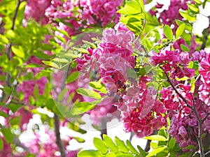 the blooming Robinia hispida in May