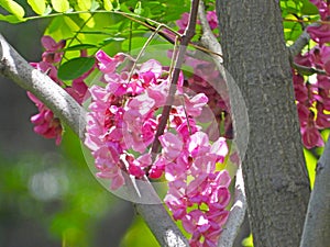 the blooming Robinia hispida in May