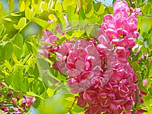 the blooming Robinia hispida in May