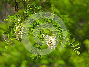 the blooming Robinia pseudoacacia