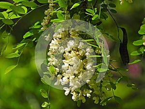 the blooming Robinia pseudoacacia