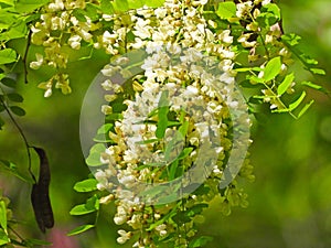 the blooming Robinia pseudoacacia