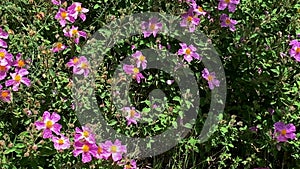 Blooming Rockrose or Cistus incanus in the wild meadow high in the mountains