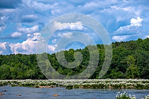 Blooming Rocky Shoal Spider Lilies on the Catawba River