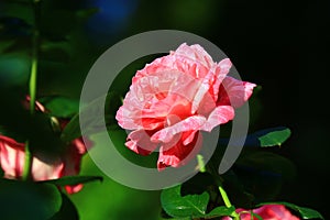 Blooming romantic fresh red Rose