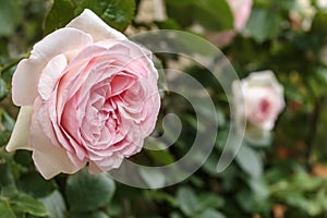 Blooming rosa `Eden`