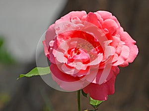 the blooming Rosa hyperbrida