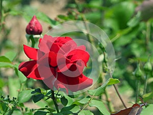 the blooming Rosa hyperbrida