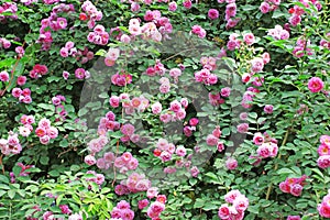 Blooming Rosa multiflora photo