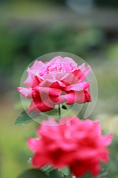 Blooming Rose