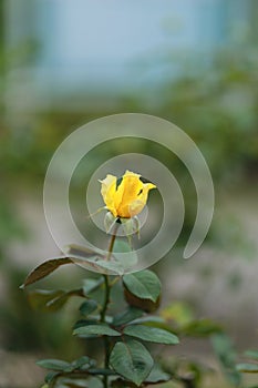 Blooming Rose