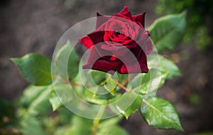 A blooming rose of Black Magic variety on a blurry natural background.