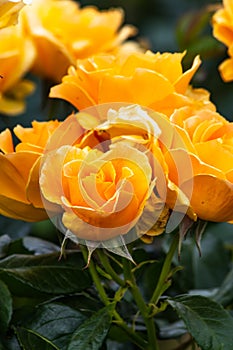 close yellow rose blooms