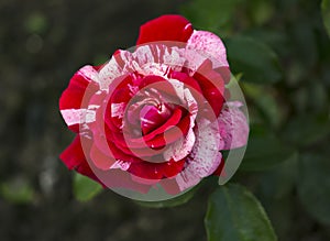 Blooming rose bud Abracadabra.