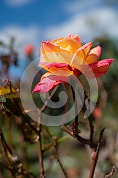 Blooming rose bush