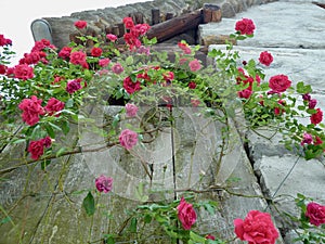 Blooming rose bush climbing up wall of rustici, traditional stone house in Verzasca valley. Ticino, Switzerland.