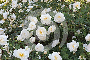 A blooming rose bush. It is covered with white flowers