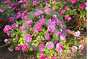 Blooming rose bush with pink rose flowers blossom close-up photo. Floral natural background texture. Nature beauty