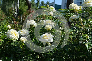 Blooming rose bush with white flowers in summer