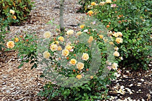 A Blooming Rose Bush with Yellow and Orange Flowers and Buds