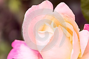 Blooming rose close up, nature spring background
