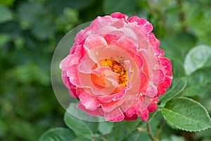 blooming rose of coral color close-up on a blurred background