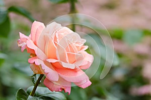 blooming rose of coral color close-up on a blurred background