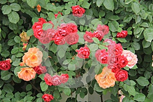 Blooming Rose flowers creating a wall