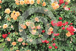 Blooming Rose flowers creating a wall