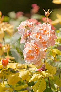 Blooming rose garden