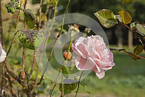 Blooming rose in the garden 3