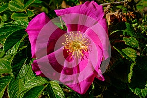 Blooming rose hip in the meadow